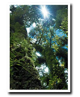 Sight-Seeing Tour in Chiang Mai