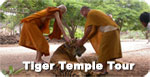 Tiger Temple Tour