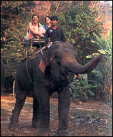 Elephant riding passing lush forest