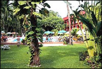 Nova Lodge Hotel, Pattaya - Garden