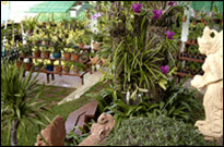 Orchidacea Resort, Phuket - Garden