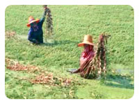 Bangkok Rim (Thai Country Life & Cooking)