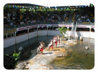 Crocodile Wrestling Show