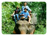 Elephant Riding
