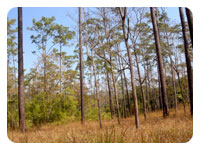 Nam Nao National Park