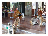 Tiger Temple