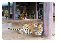 Tiger Temple
