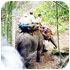 Experience on Elephant Riding and Rafting