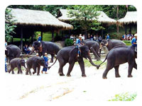 Maesa Elephant Camp
