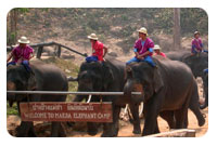 Maesa Elephant Camp