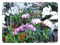 Orchid Nursery Farm