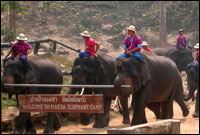 Maesa Elephant Camp