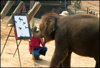 Maesa Elephant Camp - Elephant Painting