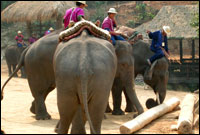 Maesa Elephant Camp