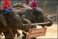 Maesa Elephant Camp
