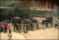 Maesa Elephant Camp