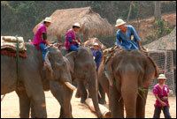 Maesa Elephant Camp