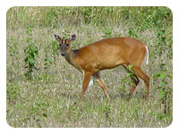 Khao Yai National Park