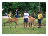 Khao Kheow Open Zoo