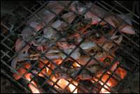 Squid Tour, Chumphon sea