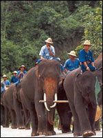 Elephant riding at Lampang Elephant Conservation Centre